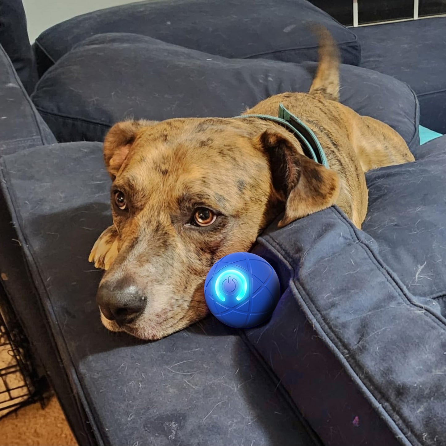 PupBounce – The Interactive Motion Ball