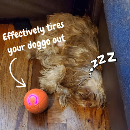 PupBounce – The Interactive Motion Ball
