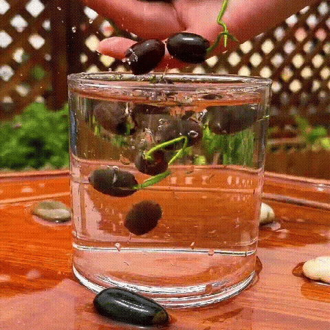 The Bonsai Bowl