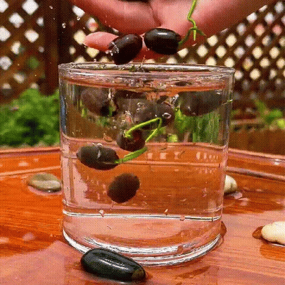 The Bonsai Bowl