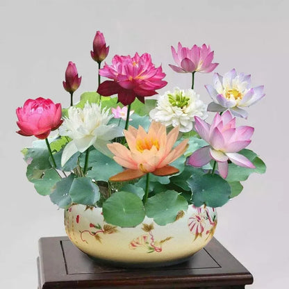 The Bonsai Bowl